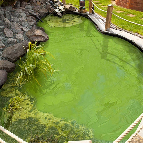 Blooming Fast Pond Clear Pro 2 Step - XLarge Pack 2 Blooming Fast Pond Clear Pro 2 Step - XLarge Pack - Image 2