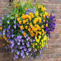 Easy Fill Hanging Baskets 38cm (15in) Pair 11 Easy Fill Hanging Baskets 38cm (15in) Pair -Yougarden Online Store 130257 4