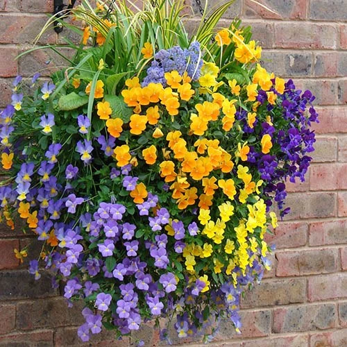 Easy Fill Hanging Baskets 38cm (15in) Pair 5 Easy Fill Hanging Baskets 38cm (15in) Pair - Image 5
