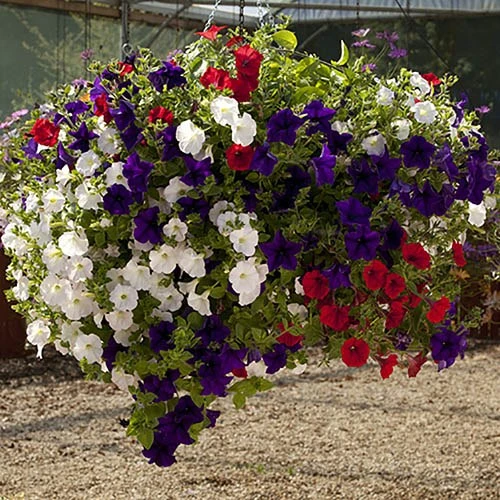 Easy Fill Hanging Baskets 38cm (15in) Pair 7 Easy Fill Hanging Baskets 38cm (15in) Pair - Image 7