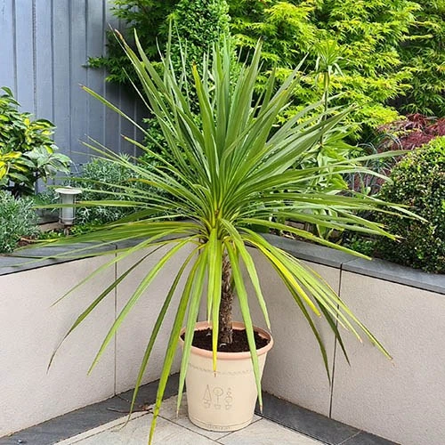 'Boxwood' Acorn 33cm Brown Planter 2 'Boxwood' Acorn 33cm Brown Planter - Image 2
