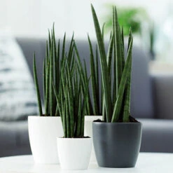 Houseplant Pot Cover 25cm-Anthracite 5 Houseplant Pot Cover 25cm-Anthracite -Yougarden Online Store 130475 2