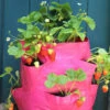 Strawberry And Herb Patio Planter Twin Pack
