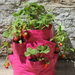 Strawberry And Herb Patio Planter Twin Pack -Yougarden Online Store 130497 3