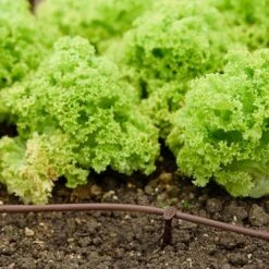 Flopro Beds & Borders Watering Kit -Yougarden Online Store 161002 2