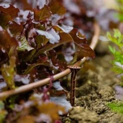 Flopro Beds & Borders Watering Kit -Yougarden Online Store 161002 4