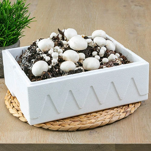 Grow Your Own White Mushroom Kit 2 Grow Your Own White Mushroom Kit - Image 2