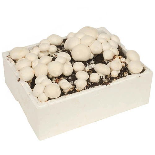 Grow Your Own White Mushroom Kit 3 Grow Your Own White Mushroom Kit - Image 3