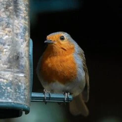 All Year Round DeLuxe 14 Ingredient Wild Bird Food 13 All Year Round DeLuxe 14 Ingredient Wild Bird Food -Yougarden Online Store 190005 4