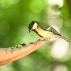 All Year Round DeLuxe 14 Ingredient Wild Bird Food 14 All Year Round DeLuxe 14 Ingredient Wild Bird Food -Yougarden Online Store 190005 5