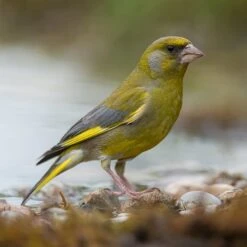 All Year Round DeLuxe 14 Ingredient Wild Bird Food 15 All Year Round DeLuxe 14 Ingredient Wild Bird Food -Yougarden Online Store 190005 6