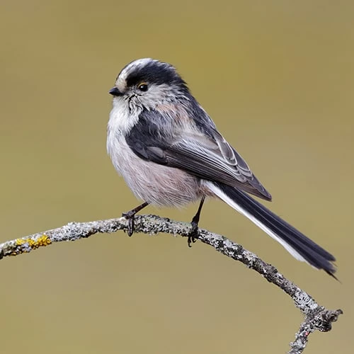 All Year Round DeLuxe 14 Ingredient Wild Bird Food 8 All Year Round DeLuxe 14 Ingredient Wild Bird Food - Image 8