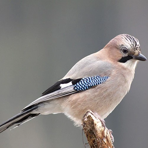 All Year Round DeLuxe 14 Ingredient Wild Bird Food 9 All Year Round DeLuxe 14 Ingredient Wild Bird Food - Image 9