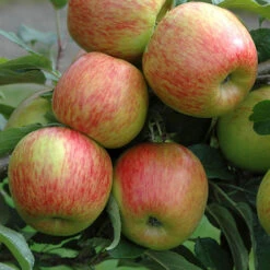 'Braeburn' Apple