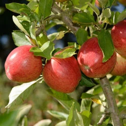 'Braeburn' Apple 11 'Braeburn' Apple -Yougarden Online Store 300001 4