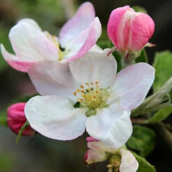 'Braeburn' Apple 13 'Braeburn' Apple -Yougarden Online Store 300001 6