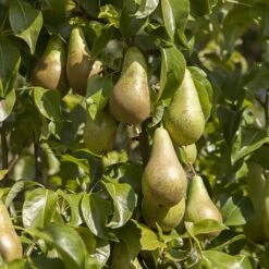 'Conference' Pear Tree 8 'Conference' Pear Tree -Yougarden Online Store 300003 2