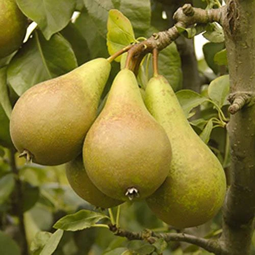 'Conference' Pear Tree 4 'Conference' Pear Tree - Image 4