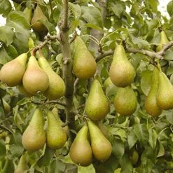 'Conference' Pear Tree 10 'Conference' Pear Tree -Yougarden Online Store 300003 4