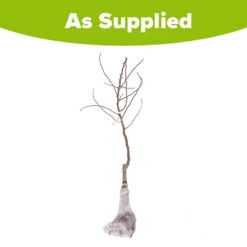 'Conference' Pear Tree 11 'Conference' Pear Tree -Yougarden Online Store 300003 5