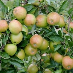 Mini Orchard Fruit Tree Collection -Yougarden Online Store 300004 2