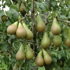 Mini Orchard Fruit Tree Collection -Yougarden Online Store 300004 4