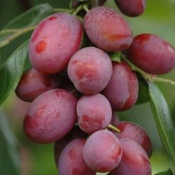 Mini Orchard Fruit Tree Collection -Yougarden Online Store 300004 5