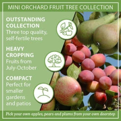 Mini Orchard Fruit Tree Collection -Yougarden Online Store 300004 8