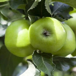 'Bramley' Apple Tree -Yougarden Online Store 300006 2
