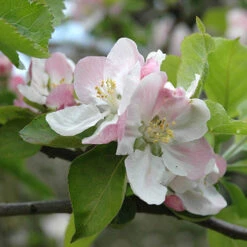 'Bramley' Apple Tree -Yougarden Online Store 300006 3