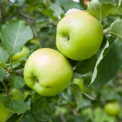 'Bramley' Apple Tree -Yougarden Online Store 300006 4