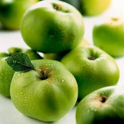 'Bramley' Apple Tree -Yougarden Online Store 300006 5