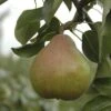 Pear 'Doyenne Du Comice' Tree