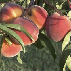 Peach 'Redhaven' Tree -Yougarden Online Store 300010 2