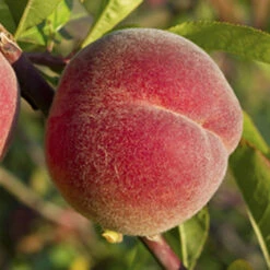 Peach 'Redhaven' Tree -Yougarden Online Store 300010 3