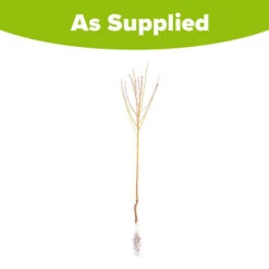 Peach 'Redhaven' Tree -Yougarden Online Store 300010 4