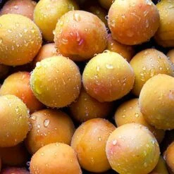 Apricot 'Early Moorpark' Tree 7 Apricot 'Early Moorpark' Tree -Yougarden Online Store 300011 2