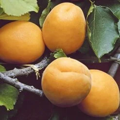 Apricot 'Early Moorpark' Tree 8 Apricot 'Early Moorpark' Tree -Yougarden Online Store 300011 3
