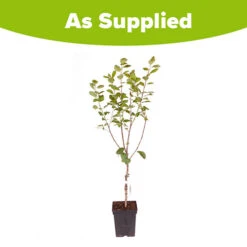 Plum 'Victoria' 13 Plum 'Victoria' -Yougarden Online Store 300025 6