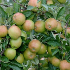 Apple 'Braeburn' Tree -Yougarden Online Store 300031 2