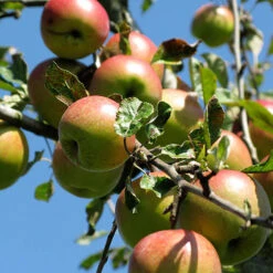 Apple 'Braeburn' Tree -Yougarden Online Store 300031 3