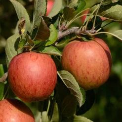 Apple 'Braeburn' Tree -Yougarden Online Store 300031 5
