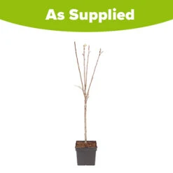 Apple Malus Domestica 'Discovery' 5 Apple Malus Domestica 'Discovery' -Yougarden Online Store 300040 2