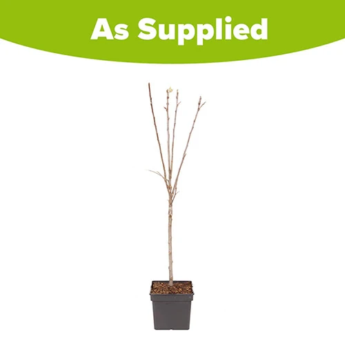 Apple Malus Domestica 'Discovery' 3 Apple Malus Domestica 'Discovery' - Image 3