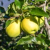 Apple 'Golden Delicious' Tree