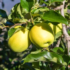 Apple 'Golden Delicious' Tree