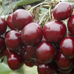 Cherry Tree 'Stella' -Yougarden Online Store 300057 2