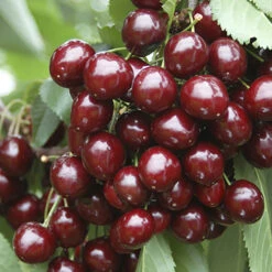Cherry Tree 'Stella' -Yougarden Online Store 300057 3
