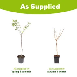 Cherry Tree 'Stella' -Yougarden Online Store 300057 6