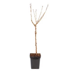 Cherry Tree 'Stella' -Yougarden Online Store 300057 7